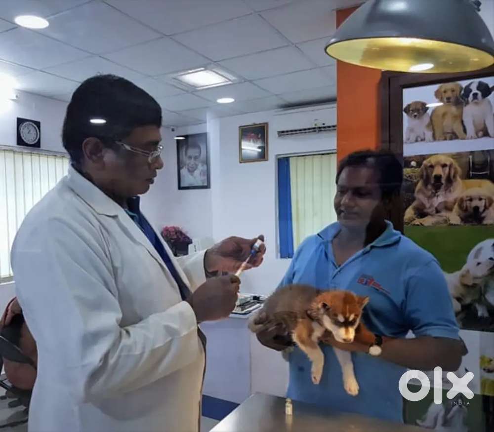 Pet hospital - Assistant Male