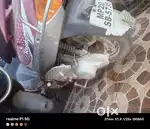 TVs pept scooty