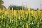 Looking for a person to cut green grassfodder from  our land at dhakki