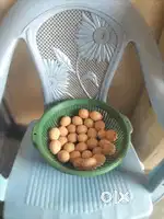 Silky Chicken Eggs