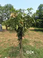 Mango Garden Sale - Tiruvuru/Lakshmipuram/Vijayawada