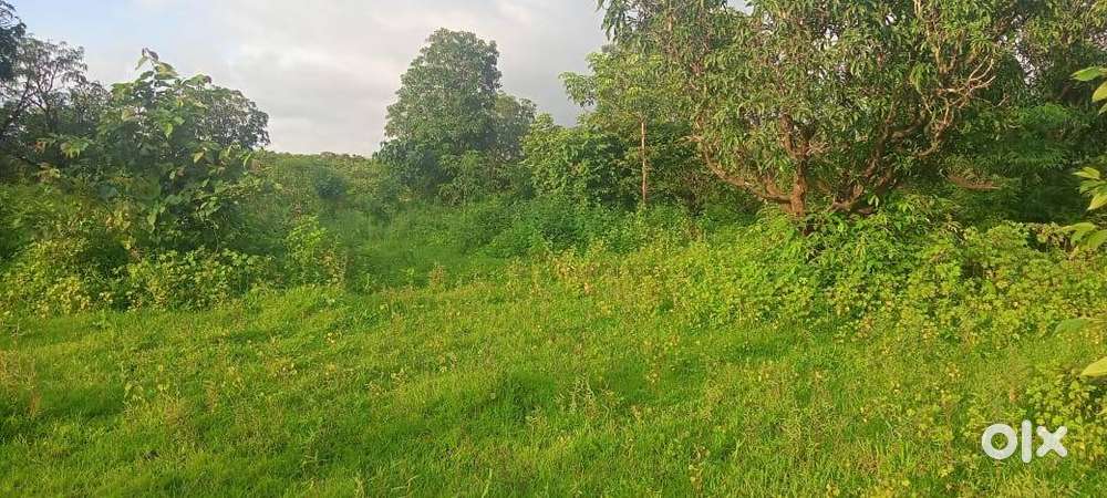 Agriculture Land Sale in Mangaon Raigad