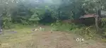 7 cents  land 46 lakh kavoor near