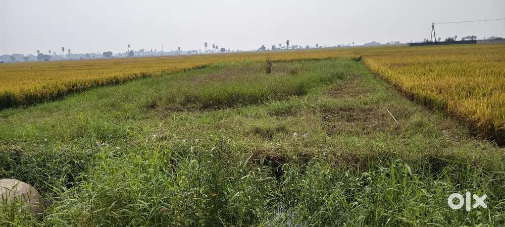 మంగళగిరి కోకా కోలా కంపెనీ వెనుక డొంక ఫేసింగ్ 25 సెంట్స్ ల్యాండ్ అమ్మకం