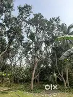 Bengali area 3 katha
