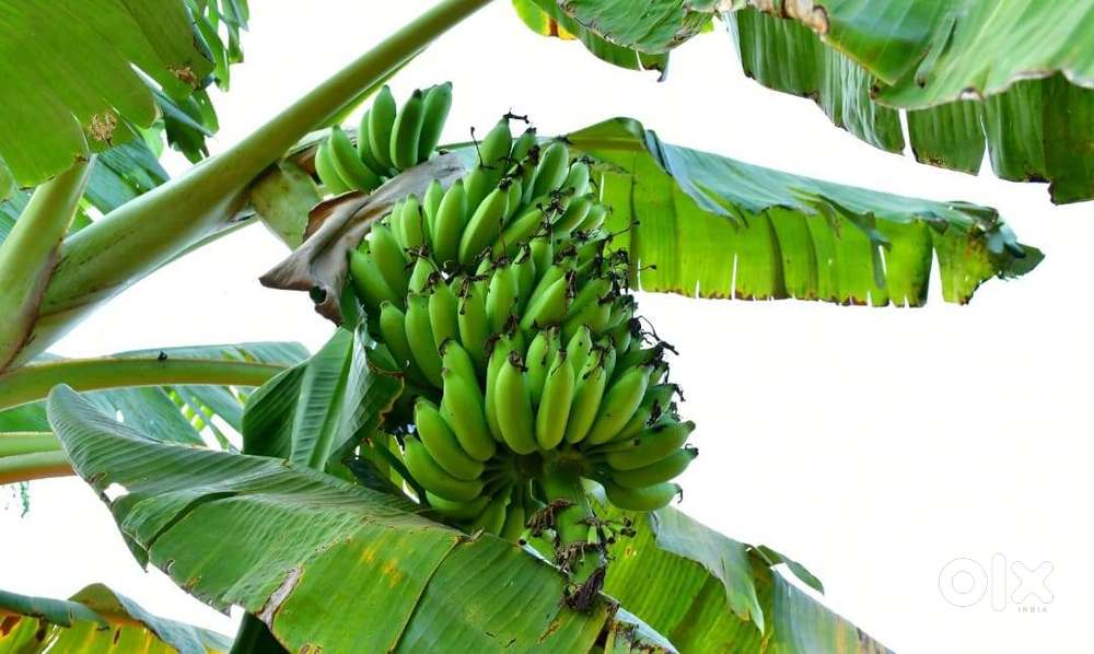 Hassle-Free Farmland Ownership with Zero Maintenance