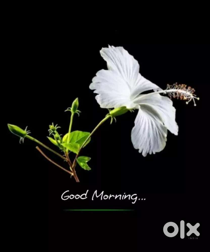 Veena musical instrument