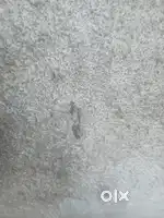 2 bhk House for Lease  ground floor in chalukya Nagar Gopala
