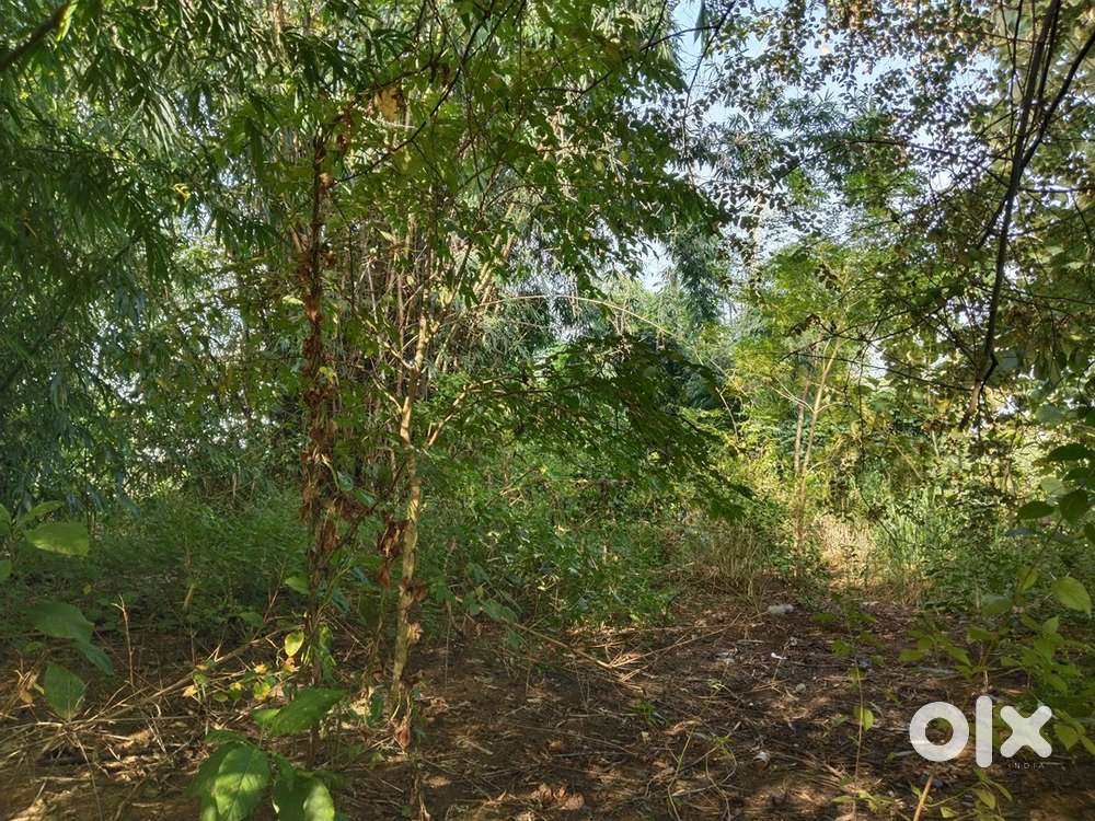 100X60 only 25lakhs/ chümukedima Behind Niathu resort 5minDrive