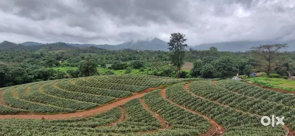 16 acre Agri land Moodubelle via udupi