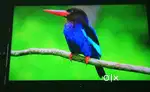 Sony TV HD diwali sale