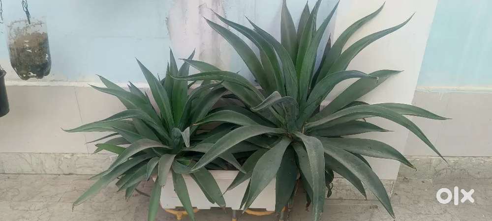 Home grown potted plants