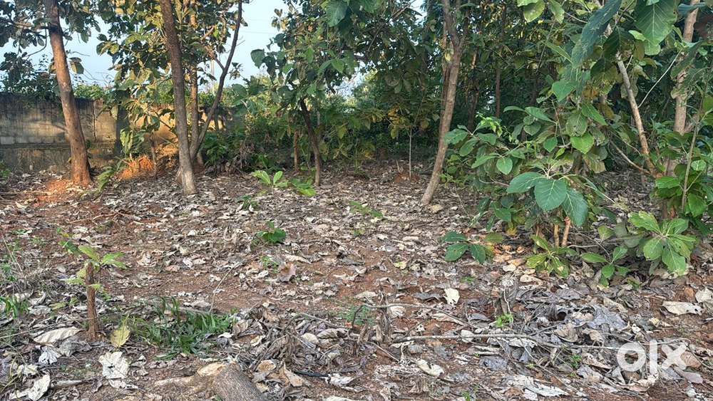 With teak plantation