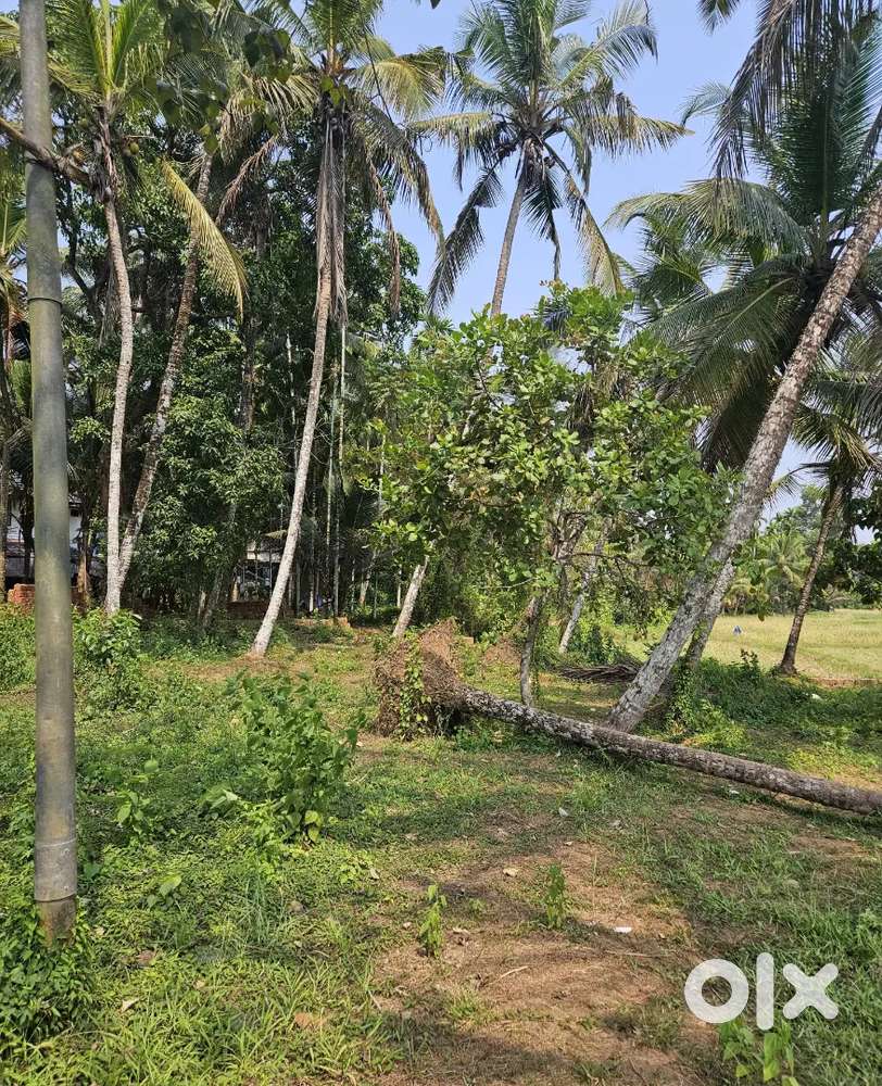 10 Housing Plot kannapuram punjavayal