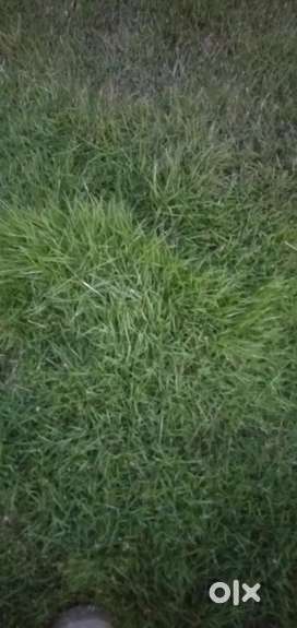 Agriculture