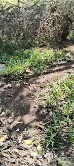 15cent original Land for sale at Palarivattom