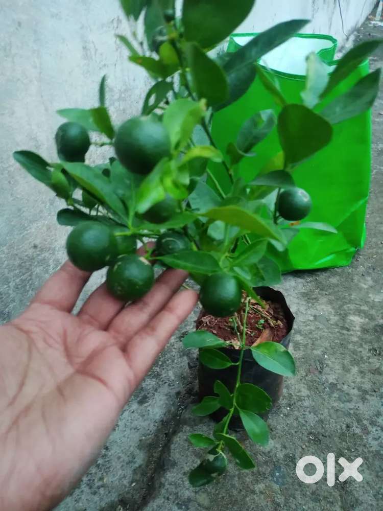 Mandarin mini orange