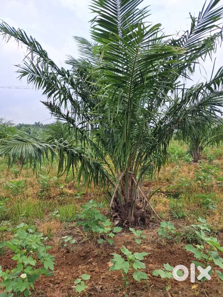 3 years old oilpalm agricultural land for sale