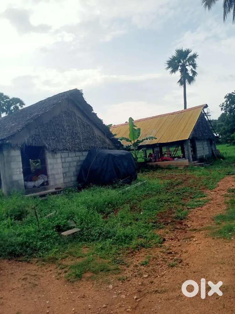 Broilers hen  Form sales