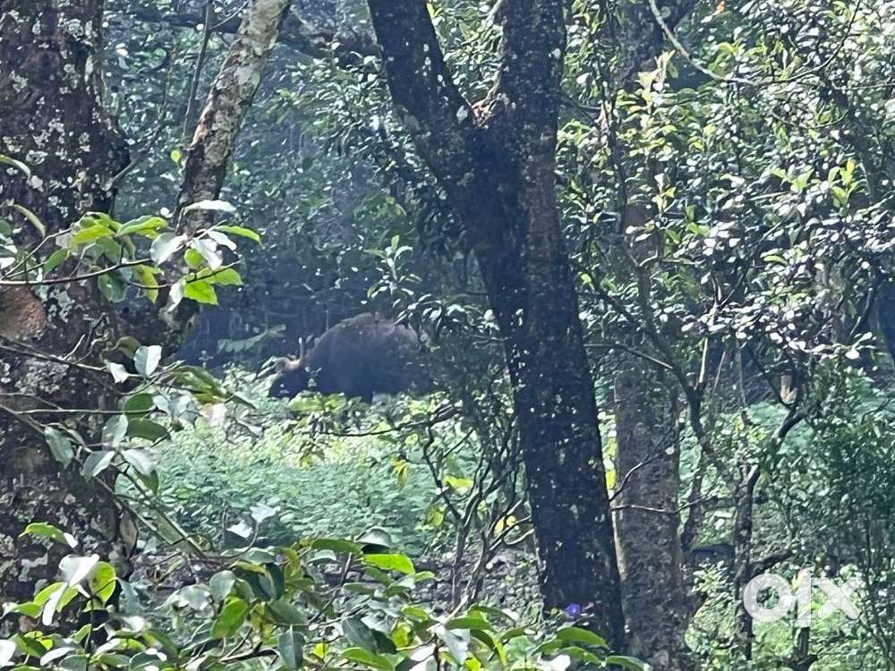Land for sale at Pannaikaadu, Kodaikanal