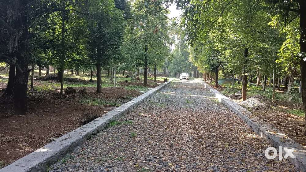 5,6,8, 10 CENT PLOTS ANGAMALY KARUKUTTY APPOLLO HOSPITAL NEAR BY