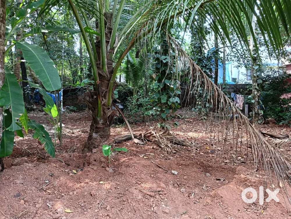 സ്ഥലം വില്പനയ്ക്ക്, പനങ്കാവ്.