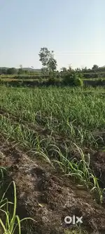 145 Gunta Agricultural open land for sale