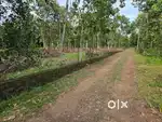 Angamaly, Mookkannoor Kokkunnu 12.5 cent hose plot for sale