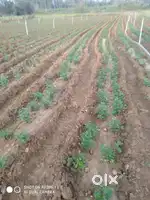 Agricultural land