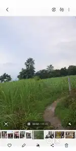 10 bigha agriculture property