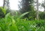 Land available for Resort / Homestay