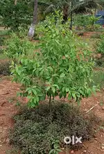 6534sqft Farmland with Health and Wealth Concept Call Immediatly