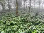 900 Acres Coffee & Tea Estate for Sale – Chikmagalur, Karnataka