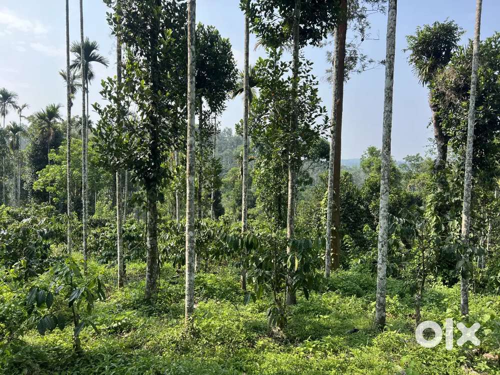 2.36 ACRE COFFEE LAND FOR SALE IN THOMATTUCHAL