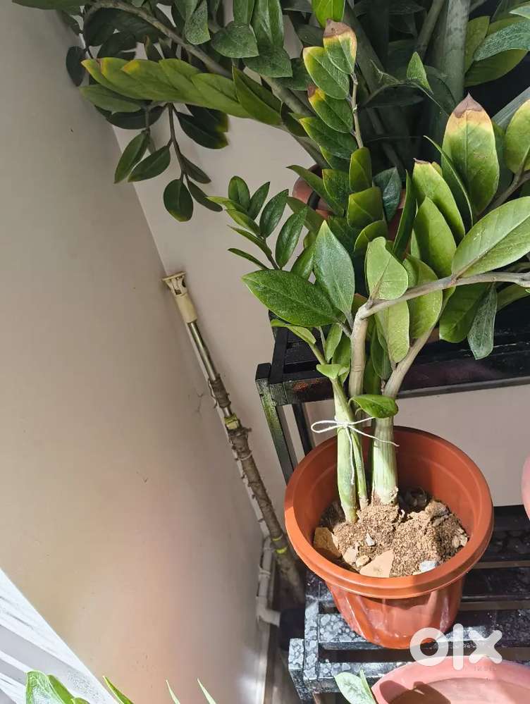 10 CC PLANTS WITH POT FOR SALE.HEIGHT 1 FT to 2 FT.