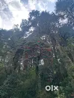 32 biswa land on nahan road 8 km from kumarhatti