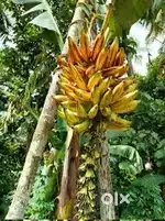 Naadan Nedran ( Banana)