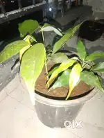 Lichi plant