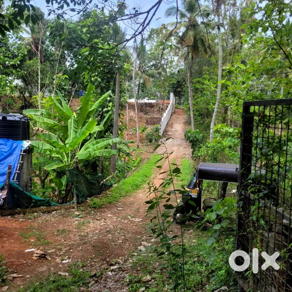 Rubber plantation for sale