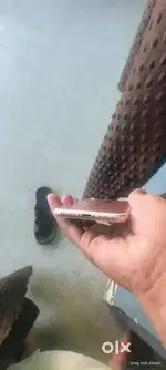 I phone 7 rose gold mo.