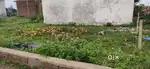 Urgent Sale Plot in Sakra, Siltara