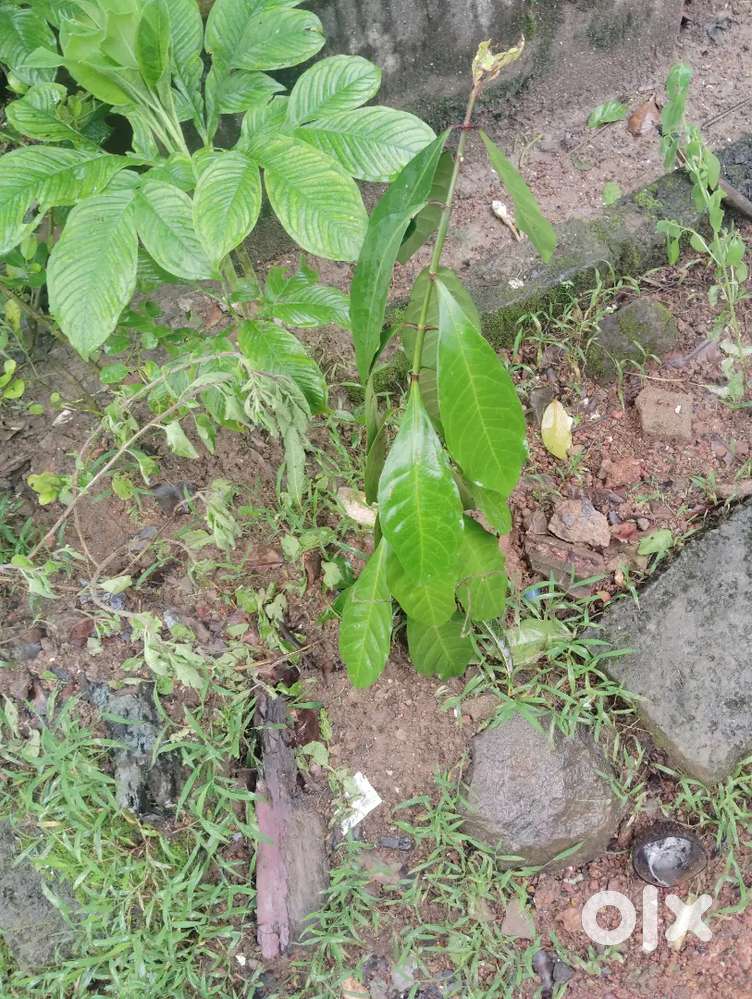 Uchila 10 cents land