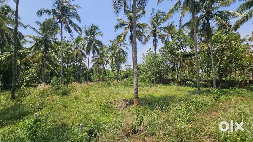 23 cent plot for sale at Ekaparamb kondotty 20 cent plot at Aykarapadi