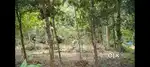 Plot for sale in Nedumkandam, Idukki