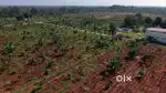 Managed Farmland for Sale – Aroma Sandalo  Clear Titles, Hassle-Free