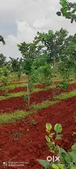 Agriculture lands for sale