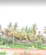 20 guntas agricultural land