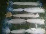 Fishing Nets