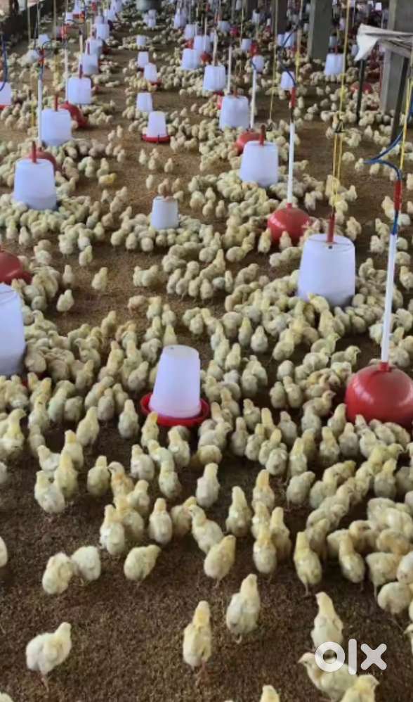 Need a experienced caretaker for automatic poultry farm in bihar