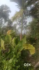 Buy Farmland Near South Kolkata with 100% Ownership and Build farms